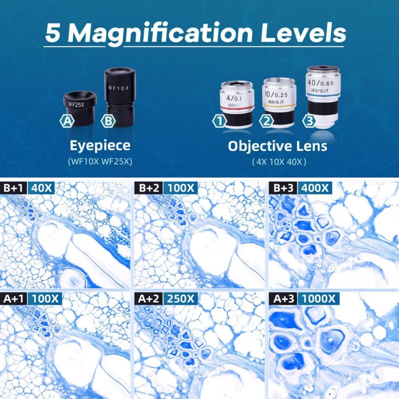 BEBANG Compound Binocular Microscope, 40X-1000X Dual LED Illumination, with 10X and 25X Eyepiece and Phone Adapter - Image 9