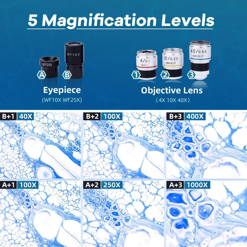 BEBANG Compound Binocular Microscope, 40X-1000X Dual LED Illumination, with 10X and 25X Eyepiece and Phone Adapter - Image 9