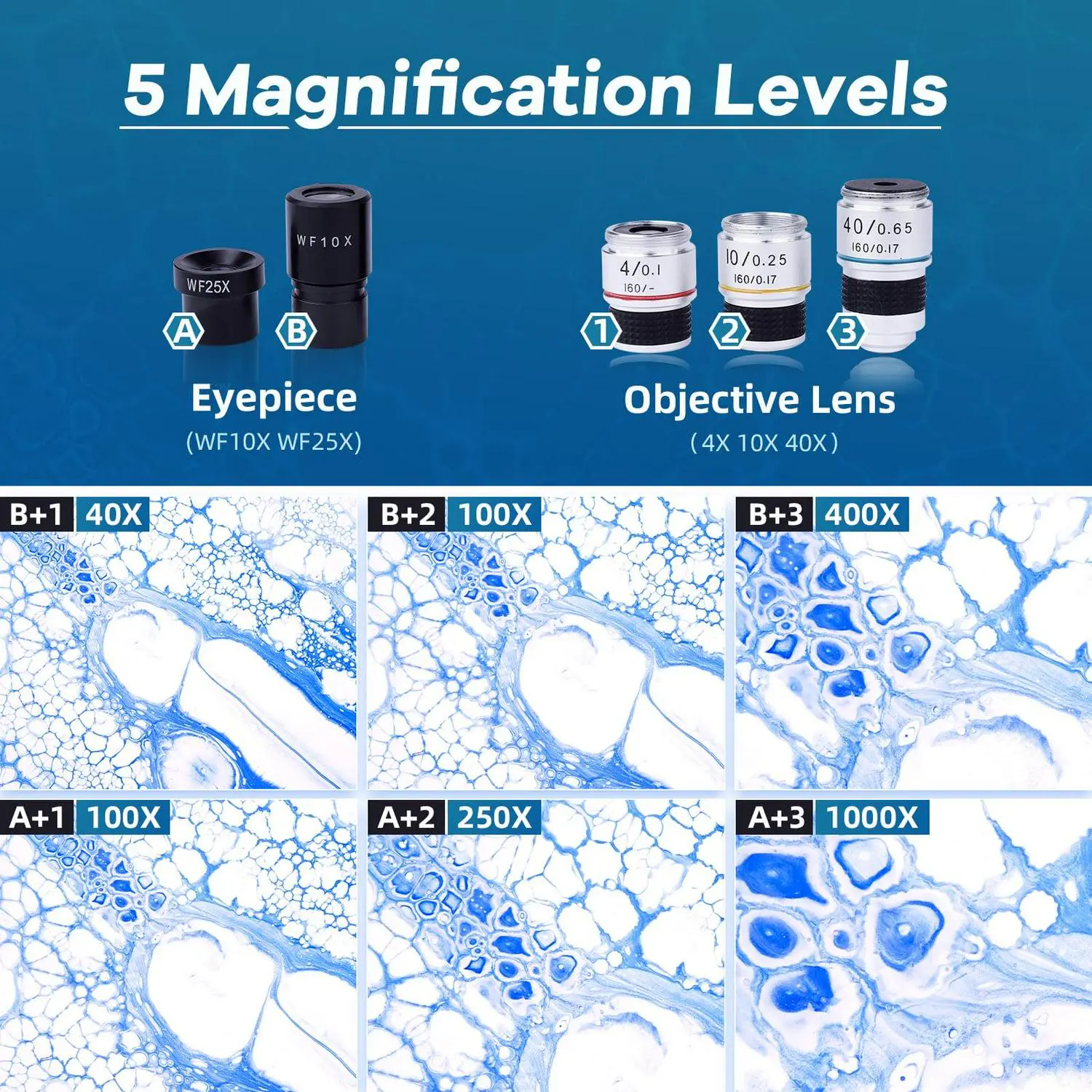 BEBANG Compound Binocular Microscope, 40X-1000X Dual LED Illumination, with 10X and 25X Eyepiece and Phone Adapter 9 BEBANG Compound Binocular Microscope, 40X-1000X Dual LED Illumination, with 10X and 25X Eyepiece and Phone Adapter - Image 9