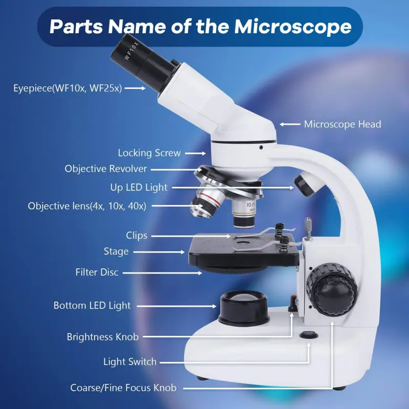BEBANG Compound Binocular Microscope, 40X-1000X Dual LED Illumination, with 10X and 25X Eyepiece and Phone Adapter - Image 5