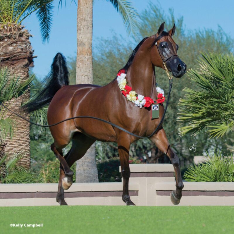 Breyer Horses The Traditional Series RD Marciea Bey Champion Arabian Toy Horse - Image 4