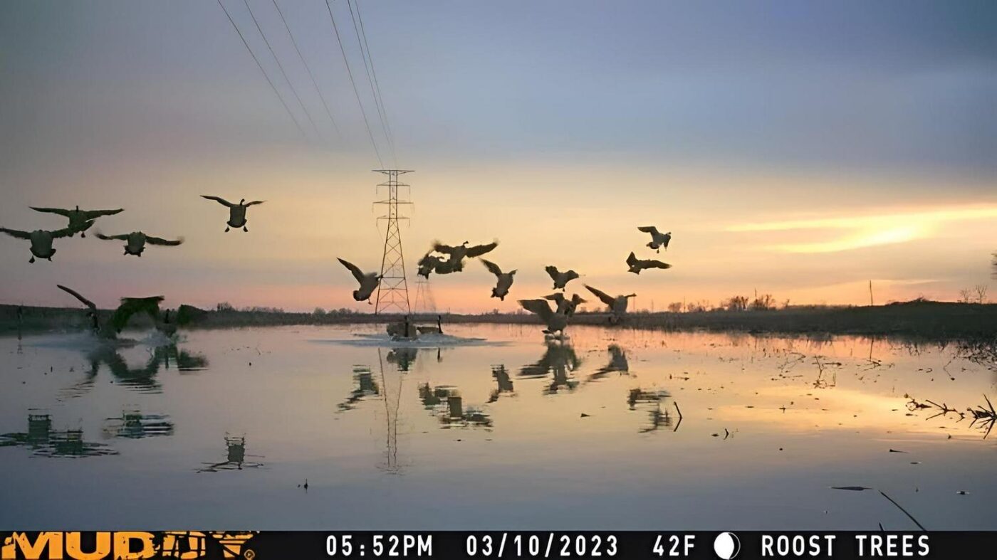 Muddy Matrix Cellular Hunting Trail Camera - Image 8