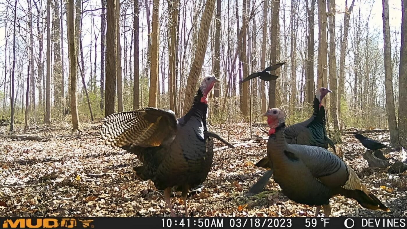 Muddy Matrix Cellular Hunting Trail Camera - Image 7