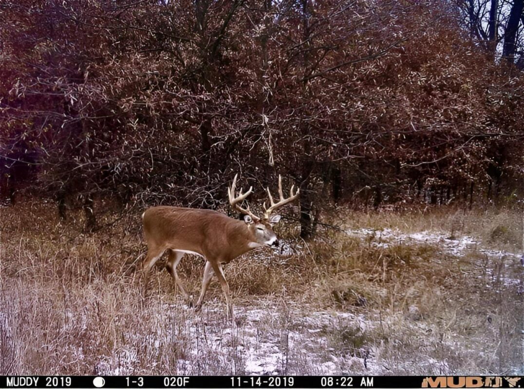 Muddy Matrix Cellular Hunting Trail Camera - Image 4
