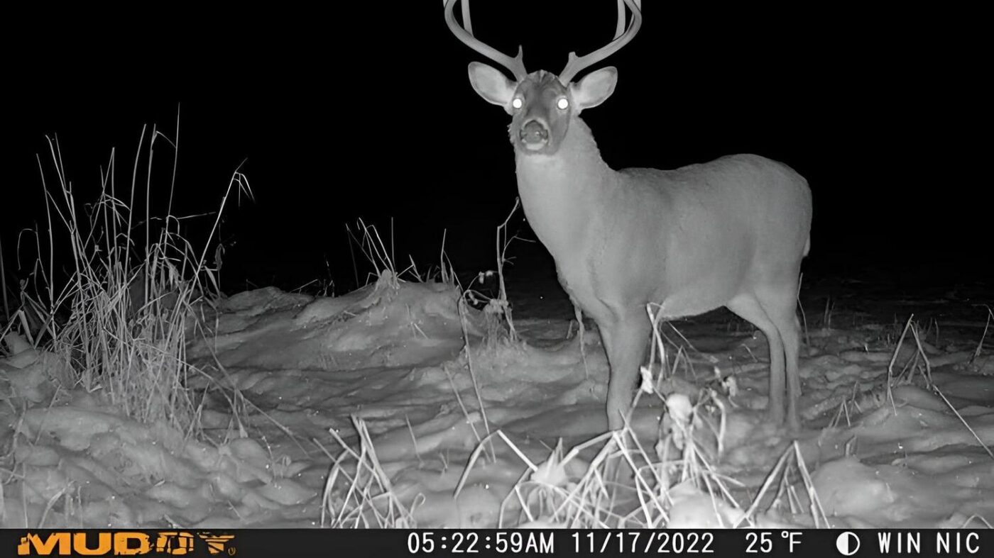 Muddy Matrix Cellular Hunting Trail Camera - Image 6