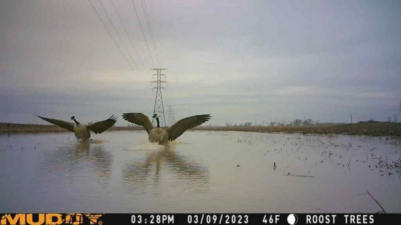Muddy Mitigator Cellular Trail Camera - Image 2